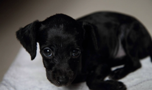 狗狗過度興奮 狗狗過度興奮