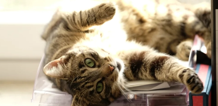 貓皮膚濕疹治療