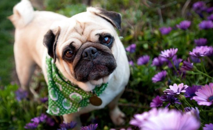 短吻犬呼吸功能分級