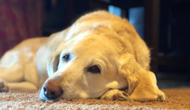 寵物行為異常 寵物行為異常