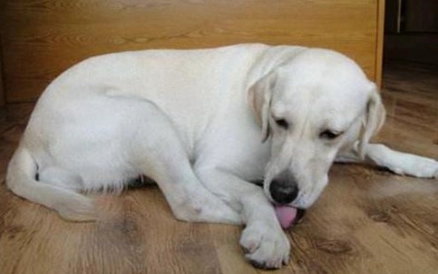 狗受傷用人的藥安全嗎