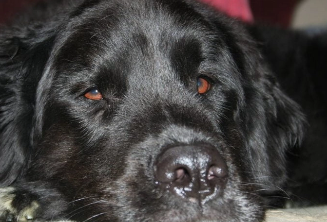 狗狗皮膚癌原因