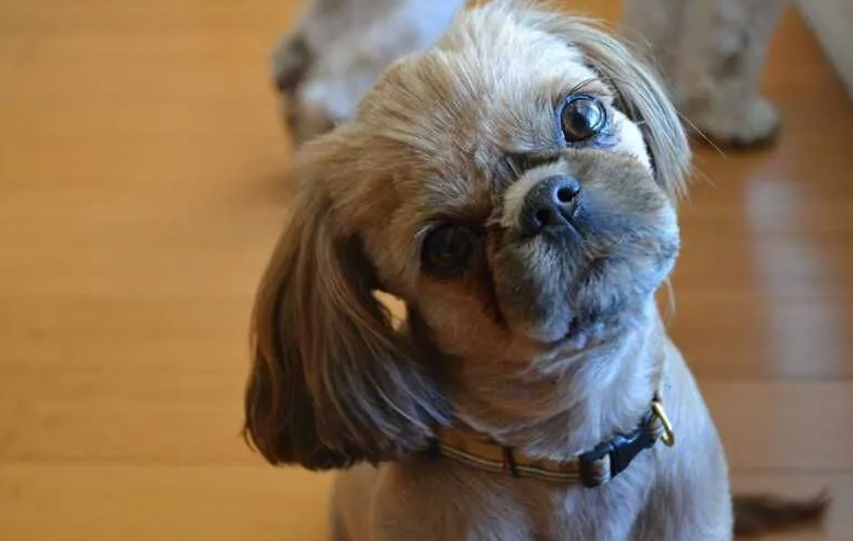 前庭症候群症狀