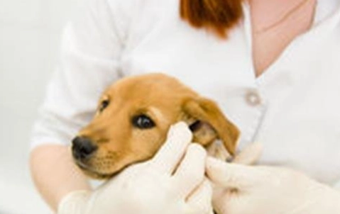 心絲蟲藥頻率 心絲蟲藥頻率