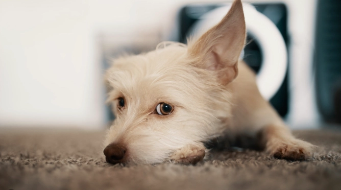 狗狗記憶力訓練