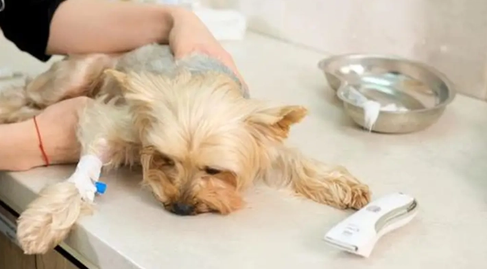 心絲蟲癲癇預防