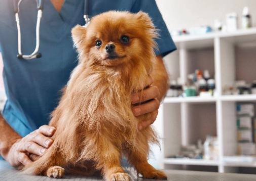 狗狗心絲蟲症狀 狗狗心絲蟲症狀