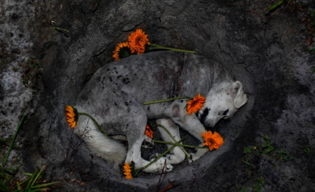 上門安樂死費用