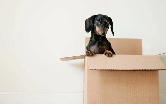 老年狗行為異常 老年狗行為異常