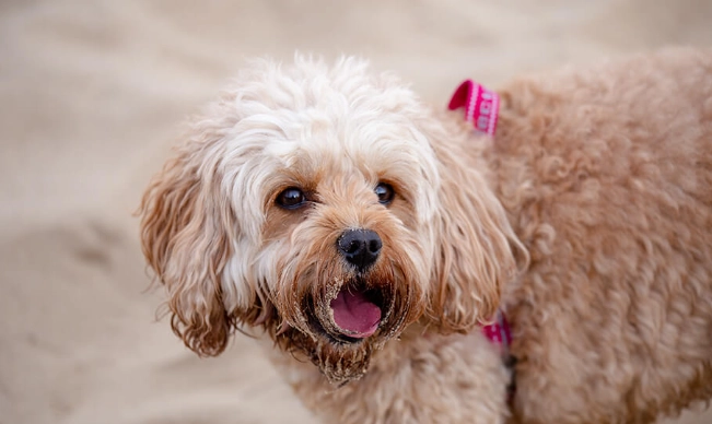 狗狗擦臉原因 狗狗擦臉原因