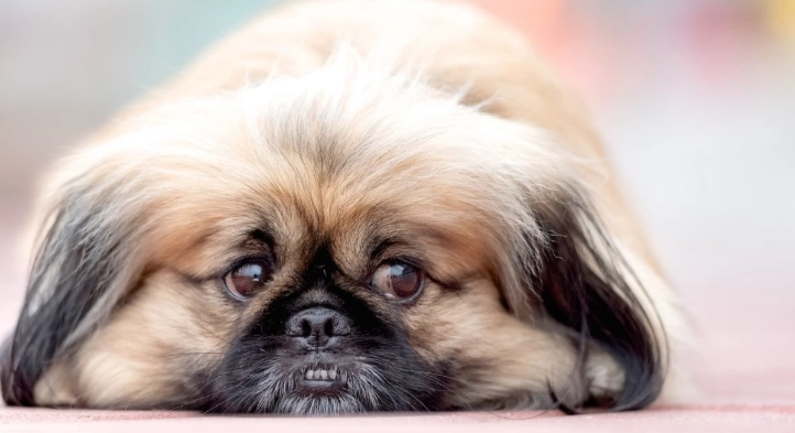 犬前庭疾病症狀 犬前庭疾病症狀