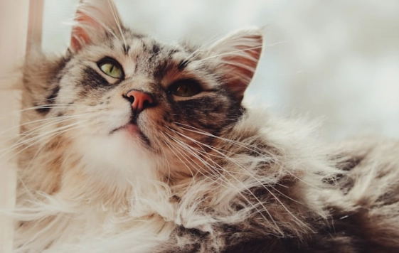 貓粟粒狀皮膚炎症狀 貓粟粒狀皮膚炎症狀