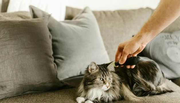 貓濕疹治療 貓濕疹治療