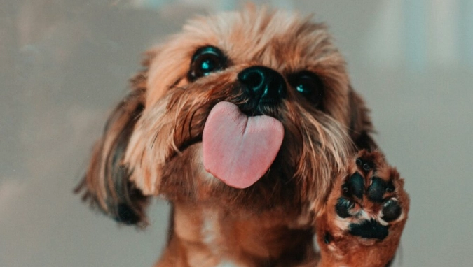 狗狗行為問題 狗狗行為問題