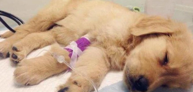 狗胰臟炎點滴治療