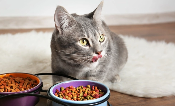 貓濕疹預防方法