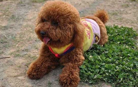 老狗前庭症候群症狀