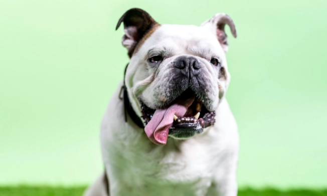 短吻犬呼吸功能分級