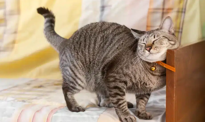 貓咪皮膚病症狀