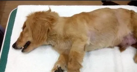 狗腎衰竭安樂死