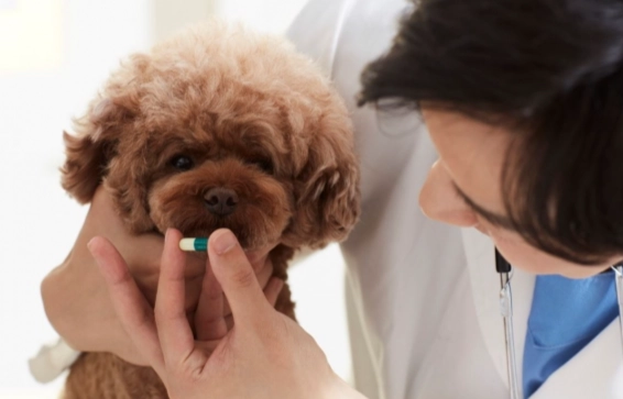 狗拒吃藥處理方法