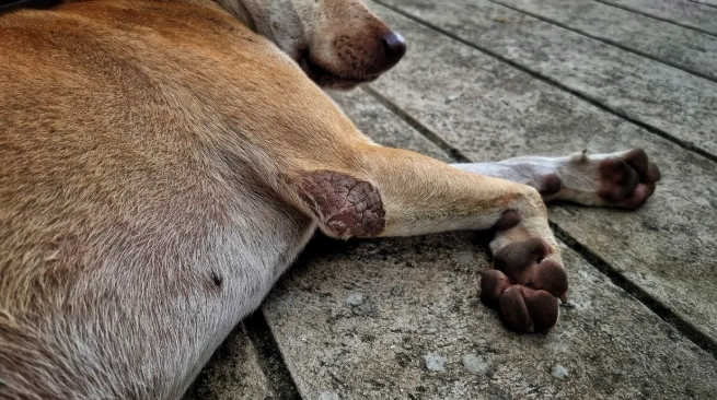 狗狗寄生蟲種類