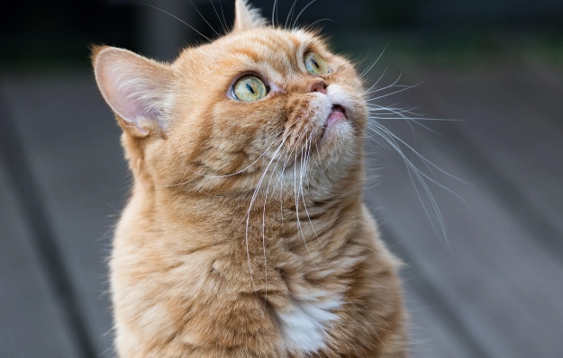 狗狗心絲蟲預防時機 狗狗心絲蟲預防時機