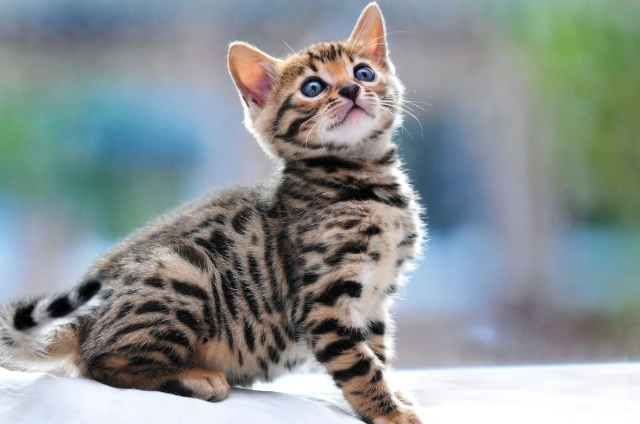 心絲蟲藥開始年齡 心絲蟲藥開始年齡