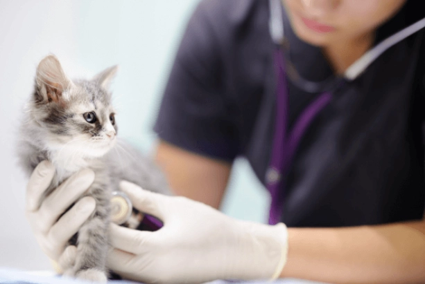 貓全口拔牙香港價格