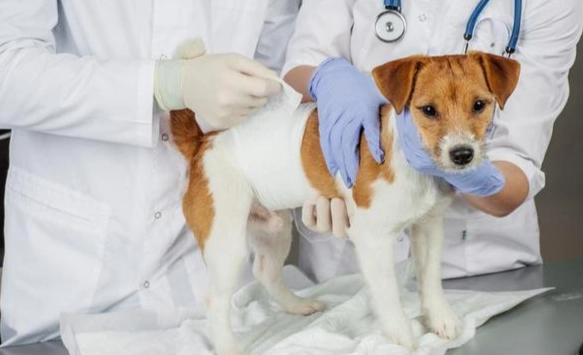 心絲蟲治療費用 心絲蟲治療費用