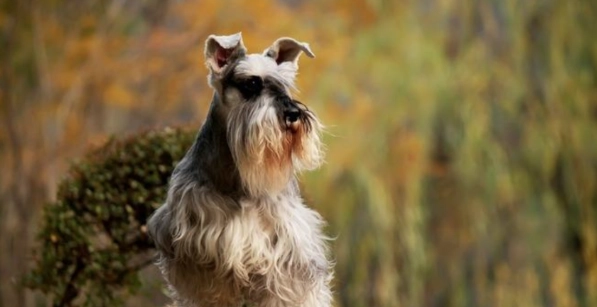 狗狗失眠解決方法