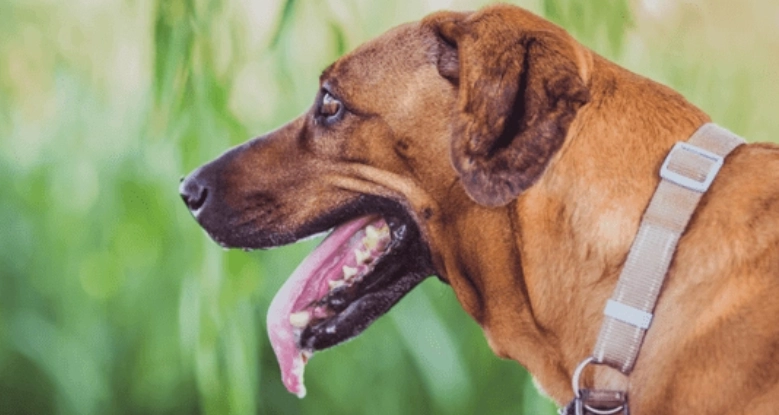 老年狗唾液過多