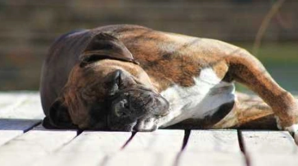 狗狗睡覺抽搐原因