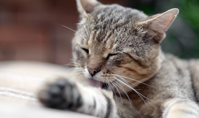 貓皮膚濕疹治療