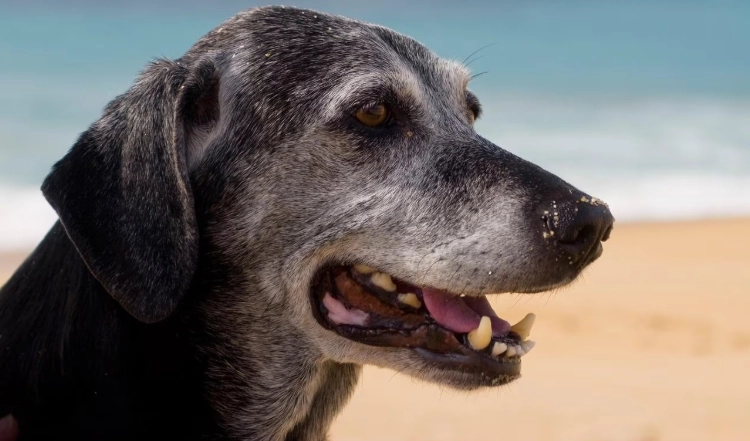 狗狗失智壽命 狗狗失智壽命