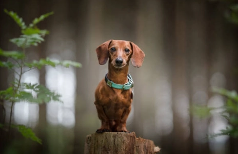 狗狗椎間盤突出照護