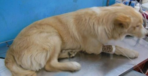 狗胰臟炎點滴照護