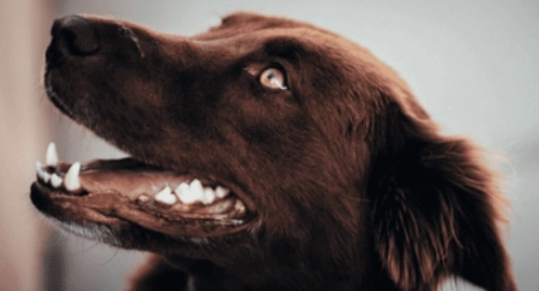 老年狗唾液過多