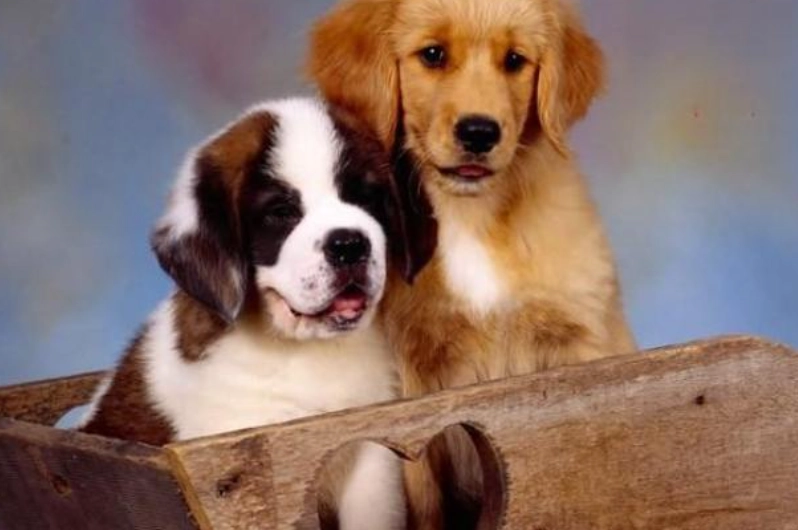 犬隻黑色素瘤成因