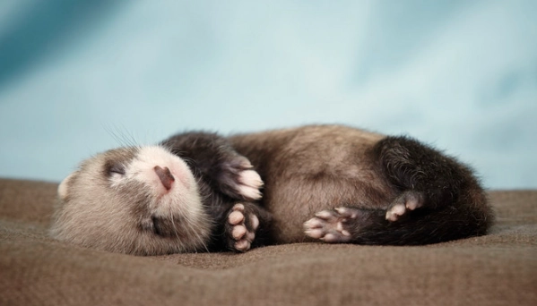 如何讓雪貂好好睡覺