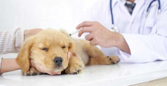 狗拒吃藥處理方法