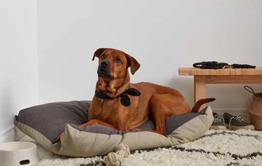 狗前庭神經炎症狀