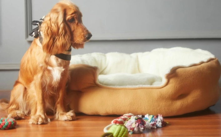 犬前庭疾病症狀 犬前庭疾病症狀