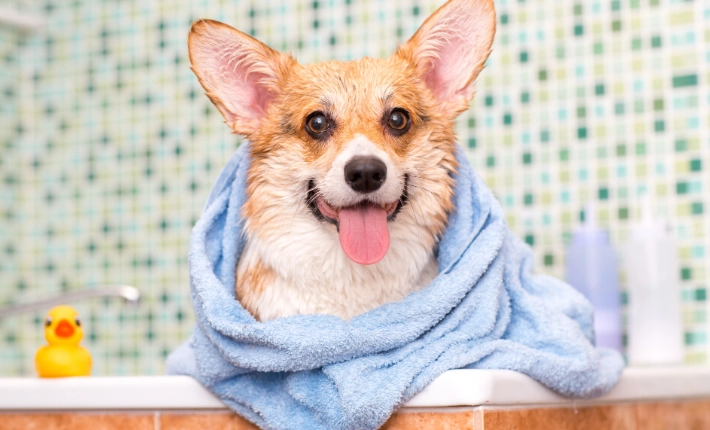 狗狗過敏症狀 狗狗過敏症狀