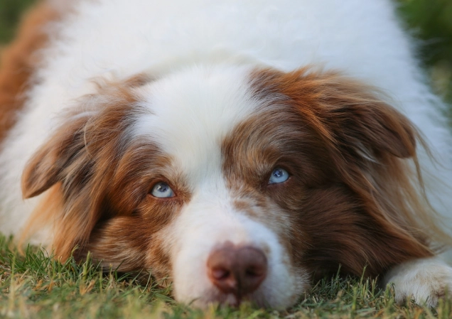 狗狗頭部抽搐原因