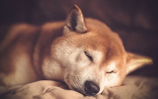 老年狗失智症狀