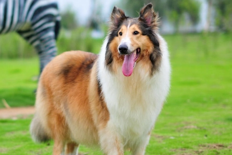 狗狗認知障礙症狀