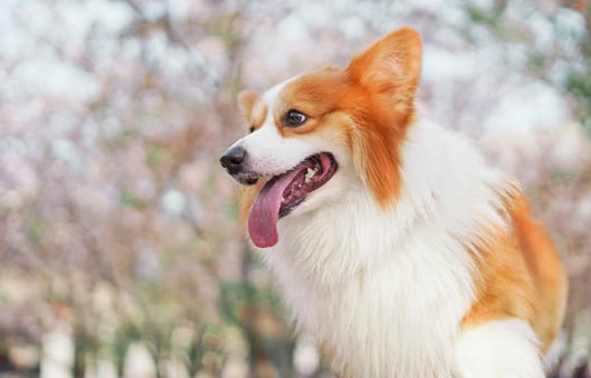 獸醫針灸費用 獸醫針灸費用