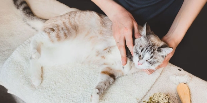 貓皮膚藥膏推薦 貓皮膚藥膏推薦