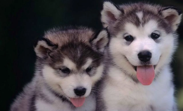 狗前庭疾病症狀